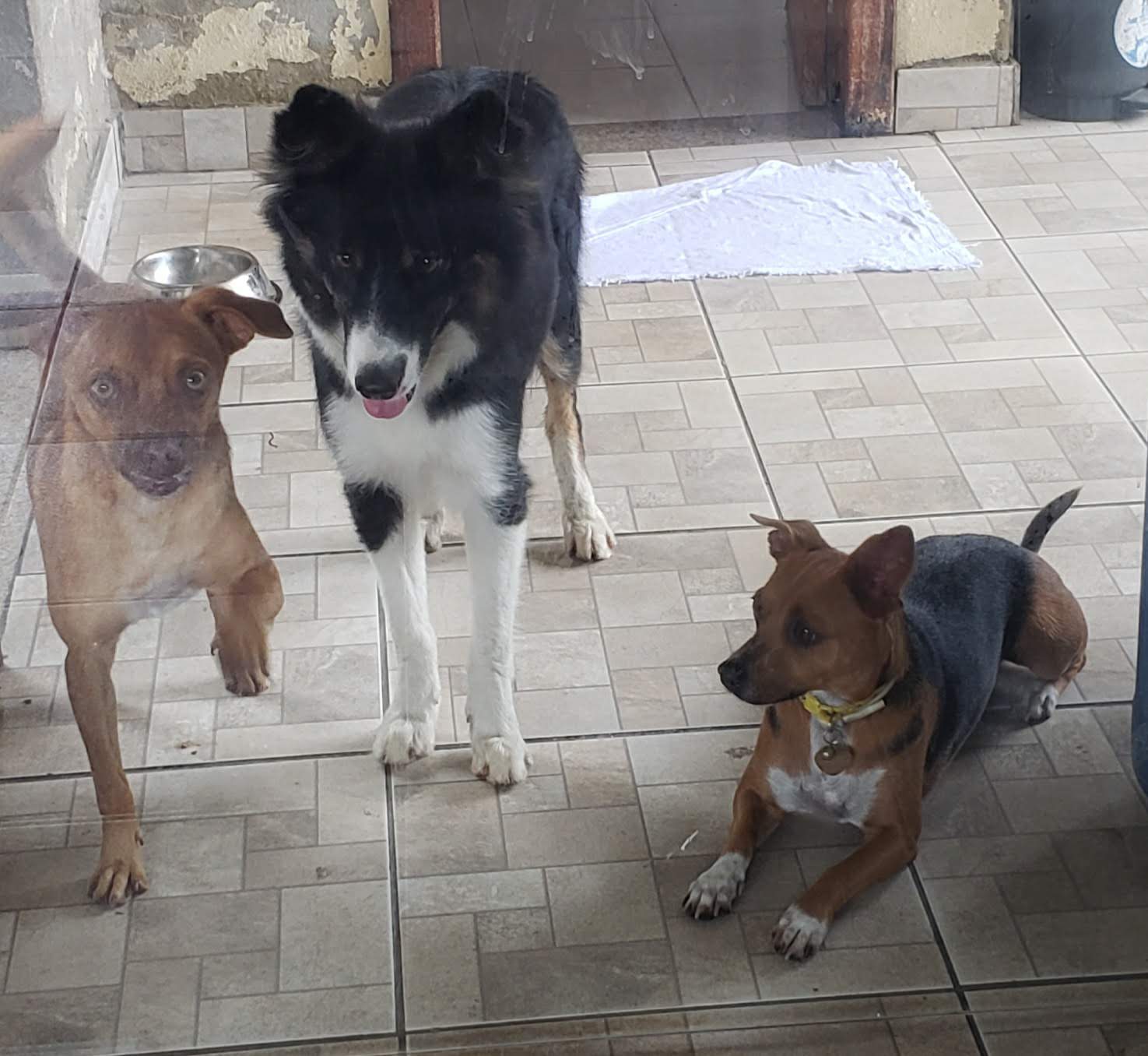 Alugando um Imóvel com Pets? Veja os Cuidados Necessários!